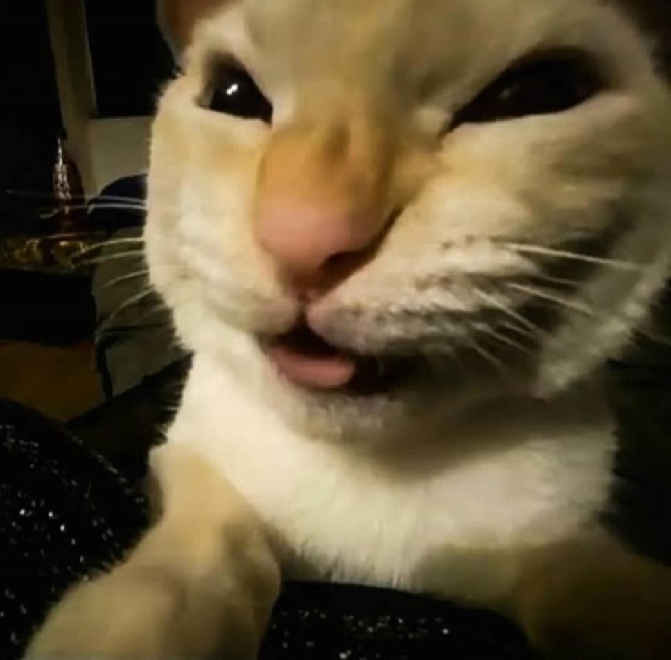 meme cat - same picture meme generator AI video